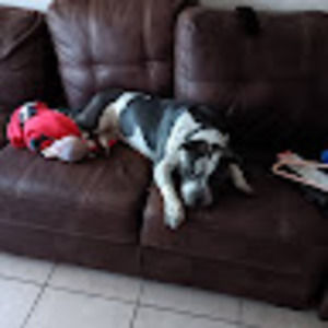 Meet your Posher, Harold